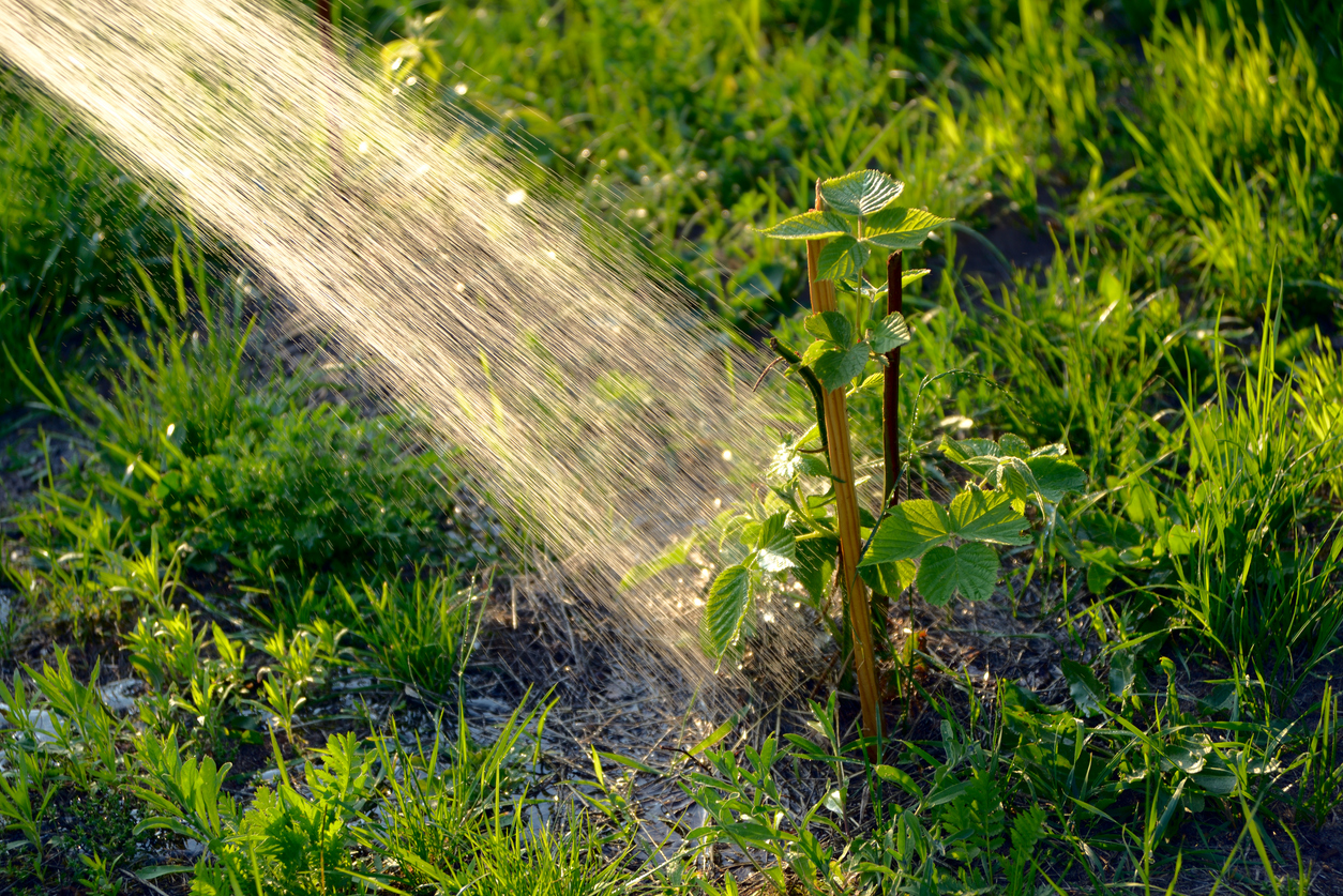 Water Needs and Irrigation of Blackberries